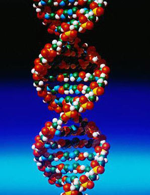 Molecular view of DNA.